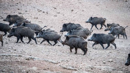 Troupeau de sangliers dans le domaine de chasse de Peyrassol en Provence