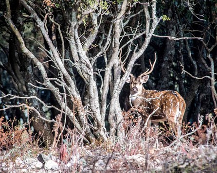 daim dans le domaine de chasse de Peyrassol en Provence