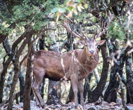 cerf dans le domaine de chasse de Peyrassol en Provence