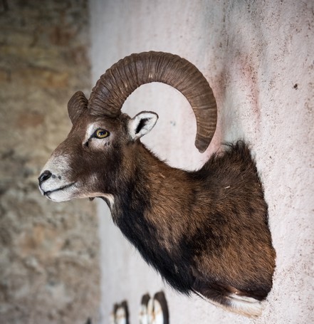 tete de mouflon comme trophée de chasse à Peyrassol